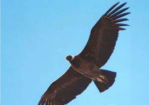 世界上寿命最长的鸟：安第斯神鹰